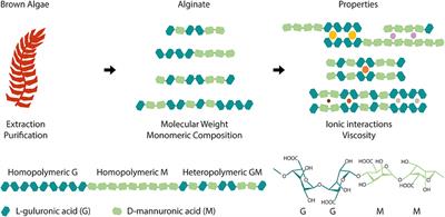 Modulating Alginate Hydrogels for Improved Biological Performance as Cellular 3D Microenvironments